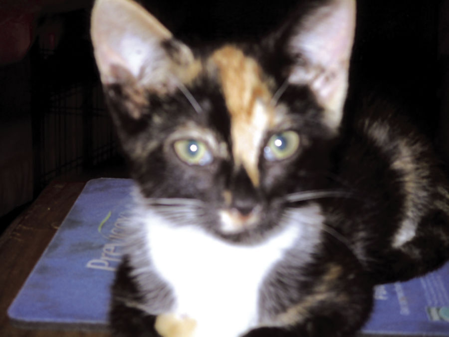 Missy